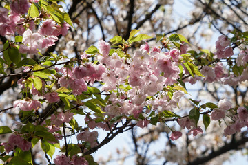仁和寺の御室桜