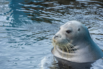 アゴヒゲアザラシ © 晃一 角田