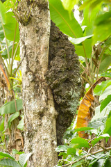 Mud wasp builds nests in the shape of a cylindrical tube resembling an organ pipe or pan flute. 