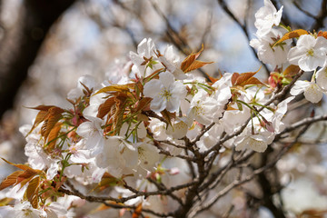 御室桜のクローズアップ