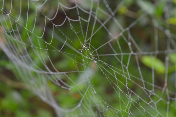 spider web with dew drops in the morning. Dry spider silk forms a necklace-like structure. 