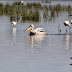 A Pelican in Kenya