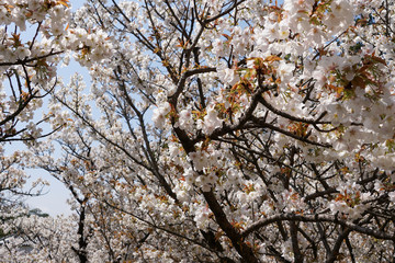 仁和寺の御室桜