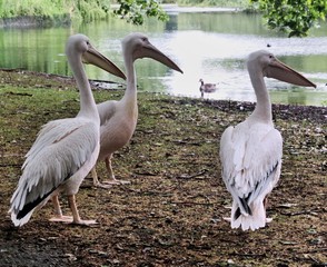 A view of a Pelican in London