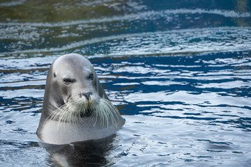 アゴヒゲアザラシ © 晃一 角田