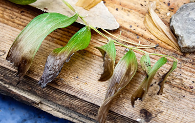 Charred green leaves lie on the wooden surface.