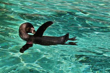 A Penguin in the water