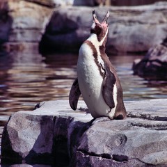 penguin on a rock
