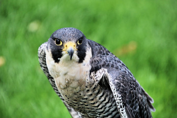 A Peregrine Falcon