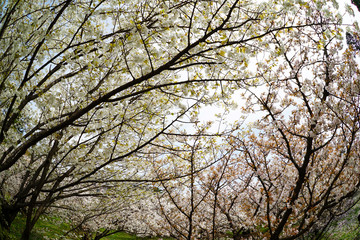 仁和寺の御室桜