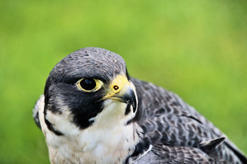 A Peregrine Falcon