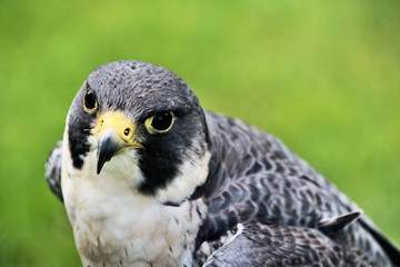 A Peregrine Falcon