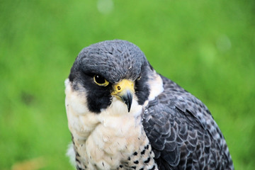 A Peregrine Falcon