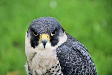 A view of a Peregrine Falcon