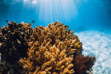 Ocean flora and fauna in blue ocean, underwater view with sun rays