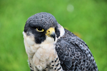 A view of a Peregrine Falcon