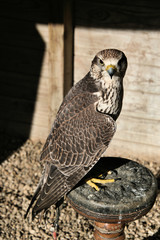 A view of a Peregrine Falcon