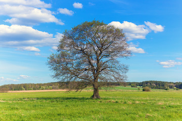Lonely tree on the field in summer day