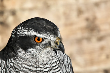 A view of a Peregrine Falcon
