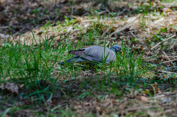 a beautiful wild pigeon with colorful feathers walks in the forest, looking for food and eating in a good mood - 371739221
