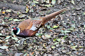 A view of a Pheasant at Leighton Moss Nature Reserve