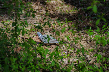 a beautiful wild pigeon with colorful feathers walks in the forest, looking for food and eating in a good mood - 371739263