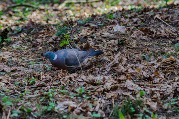 Naklejka na ściany i meble a beautiful wild pigeon with colorful feathers walks in the forest, looking for food and eating in a good mood