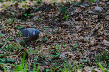 a beautiful wild pigeon with colorful feathers walks in the forest, looking for food and eating in a good mood - 371739289
