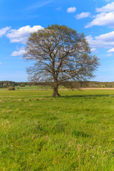 Lonely tree on the field in summer day