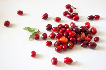 Ripe dogwood. Red, oblong maroon berries, scattered on a gray-blue background.