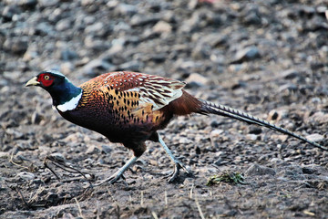 A view of a Pheasant at Leighton Moss Nature Reserve