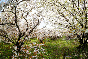 仁和寺の御室桜と五重塔