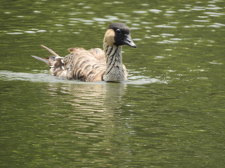 Hawaiian Goose - Nene