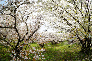 仁和寺の御室桜と五重塔