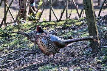 A view of a Pheasant at Leighton Moss Nature Reserve