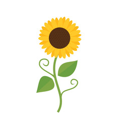 Sunflower isolated on white background vector.