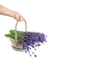 Lavender flowers in wicker busket isolated on white background