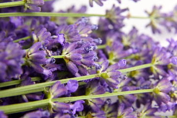 Natural lavender flowers buds closeup, macro photoraphy