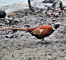 A view of a Pheasant at Leighton Moss Nature Reserve