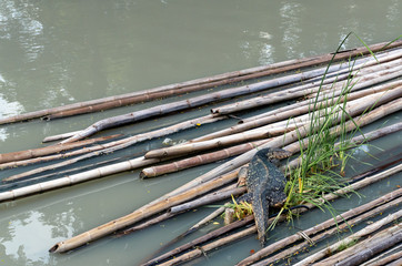 Asian common water monitor large varanid lizard native to Asia. Carnivore Reptile. Lizard sit on...