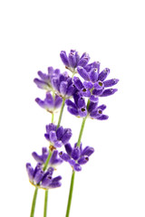 Lavender flowers closeup isolated on white