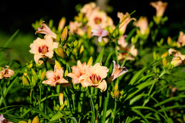 Vivid orange flowers of Hemerocallis Lilium or Lily plant in a British cottage style garden in a sunny summer day, beautiful outdoor floral background photographed with soft focus.