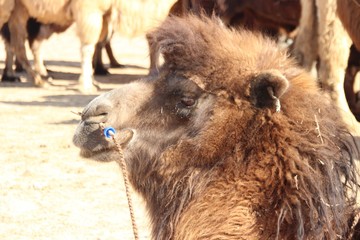 mongolian desert gamel
