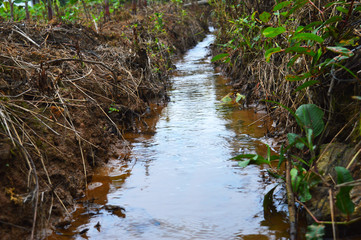a stream in the forest