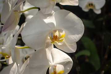 Naklejka na ściany i meble Beautiful orchid park has Phalaenopsis flower in spring season at Ratchaburi Province of Thailand