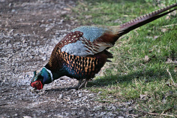 A view of a Pheasant at Leighton Moss Nature Reserve