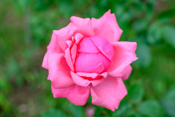 One vivid pink magenta rose and blurred green leaves in a garden in a sunny summer day, beautiful outdoor floral background photographed with soft focus.