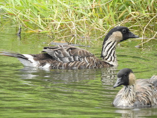 Hawaiian Goose - Nene