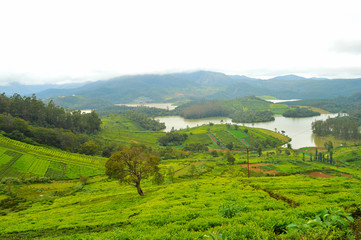 misty valley in Emerald Nilgiris
