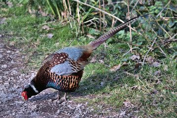 A view of a Pheasant at Leighton Moss Nature Reserve